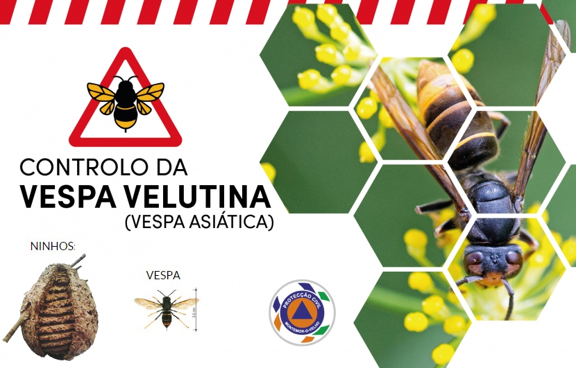 Imagem Controlo da Vespa Velutina ou Vespa Asiática